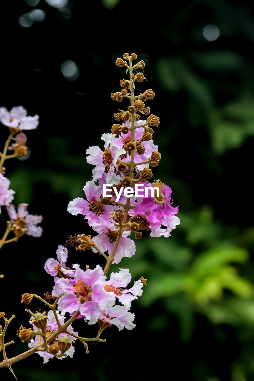 CLOSE-UP OF PINK FLOWERS BLOOMING