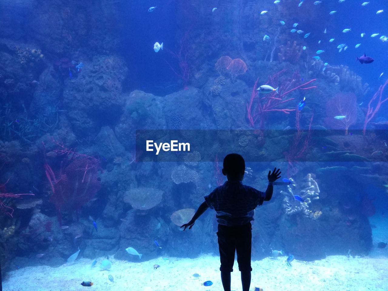 FULL LENGTH REAR VIEW OF SILHOUETTE MAN STANDING IN AQUARIUM