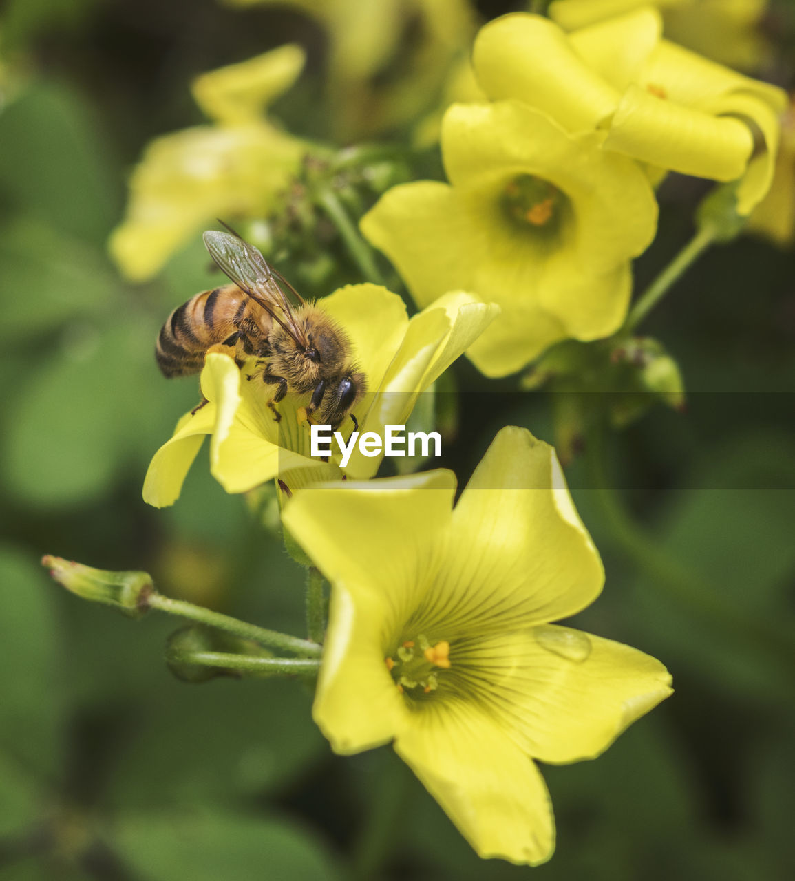 CLOSE-UP OF INSECT POLLINATING ON FLOWER