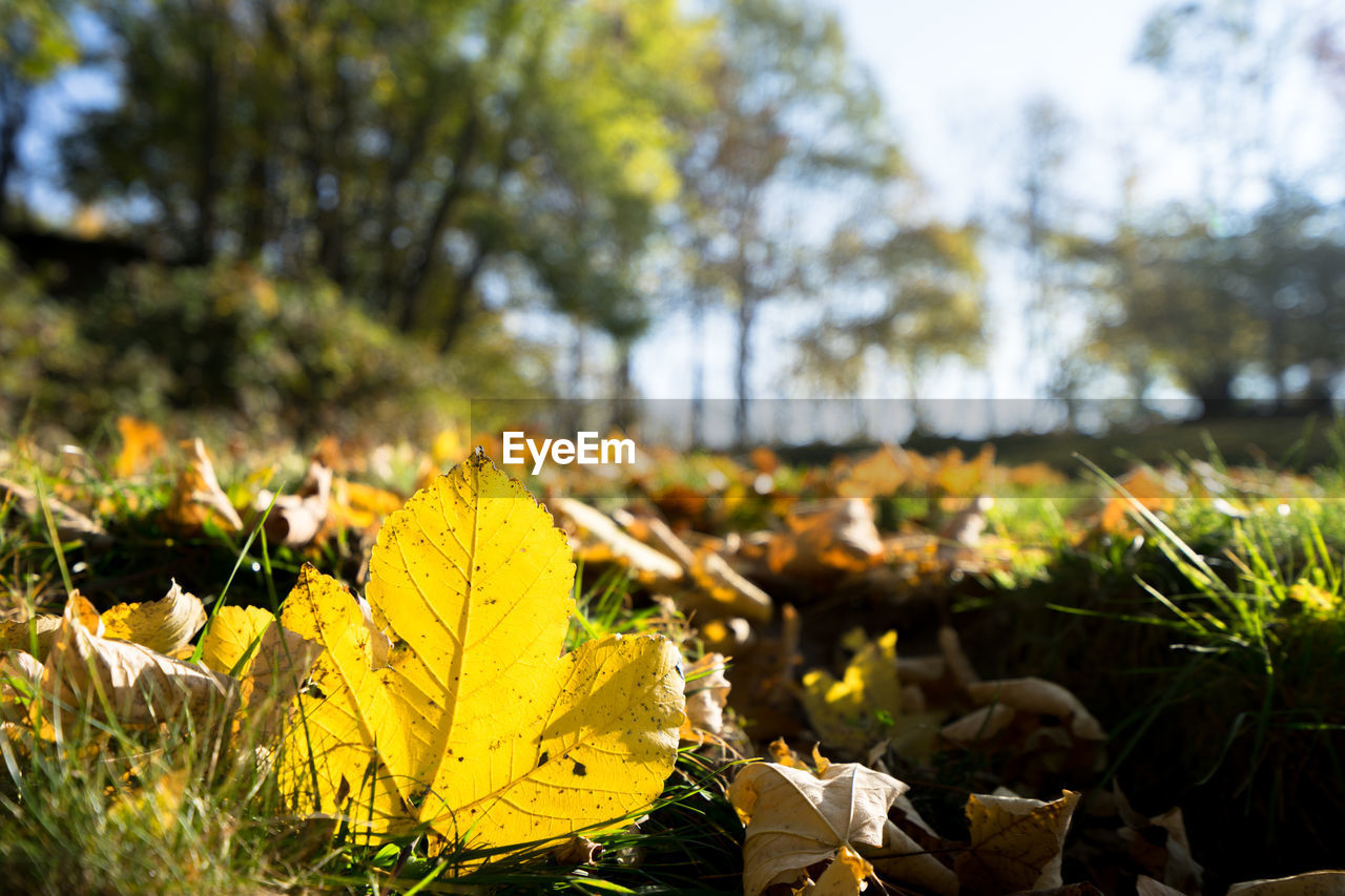 CLOSE-UP OF YELLOW AUTUMN LEAF