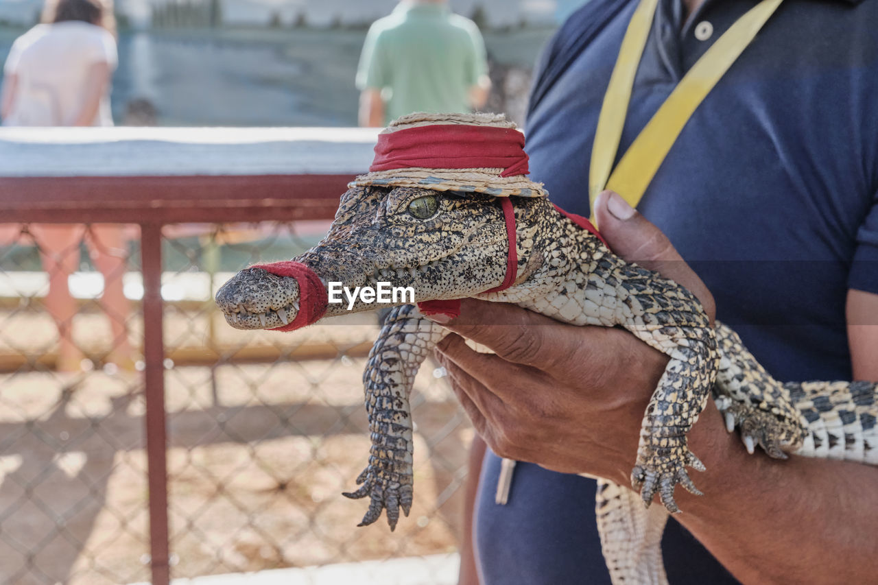Man's hand holding baby crocodile with bandaged mouth, in hat and sad green eyes.