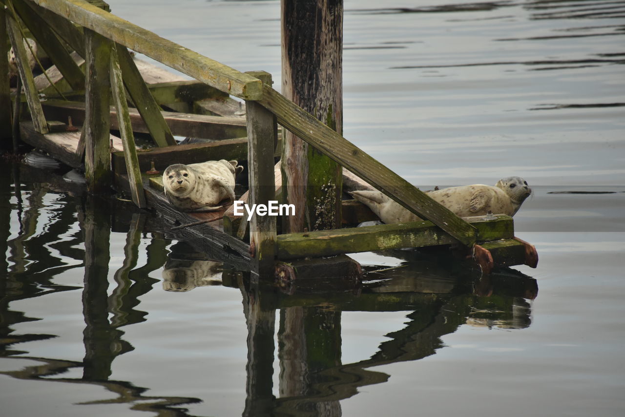 VIEW OF BIRDS ON WOODEN POST