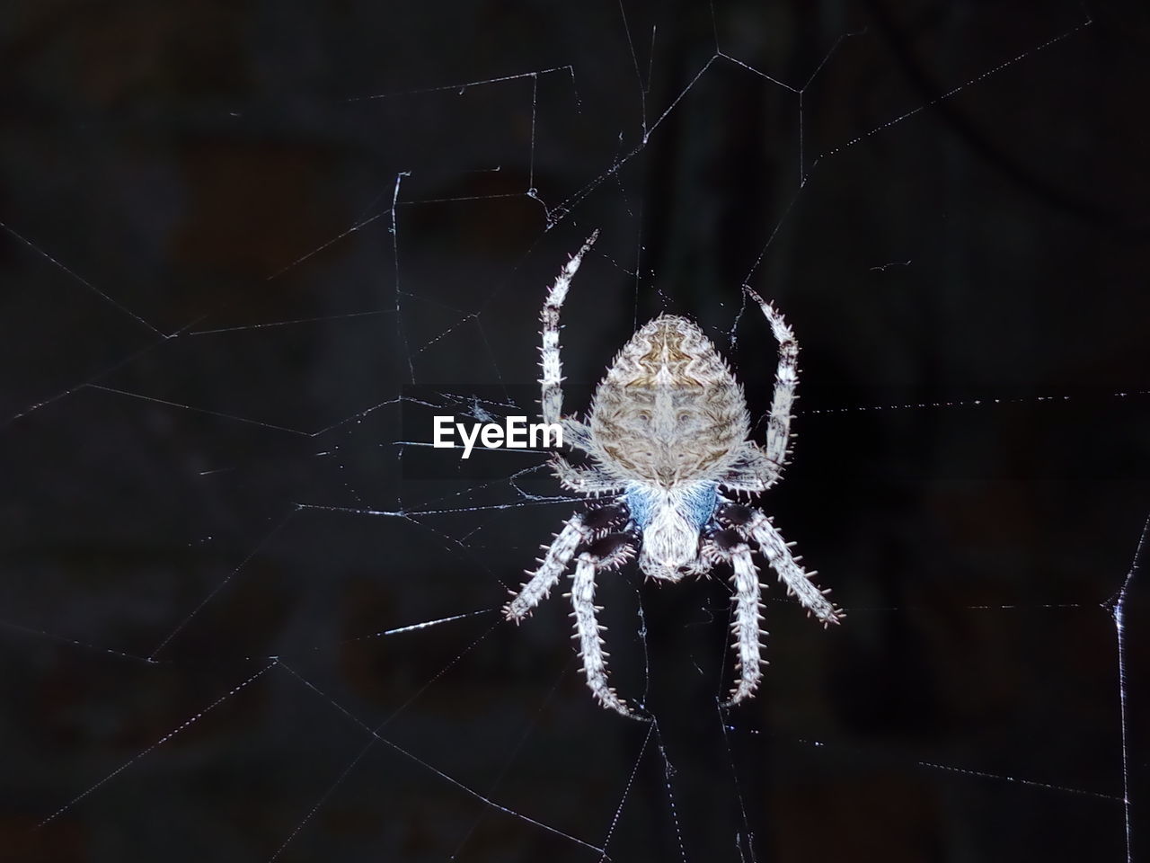 Close-up of spider on web