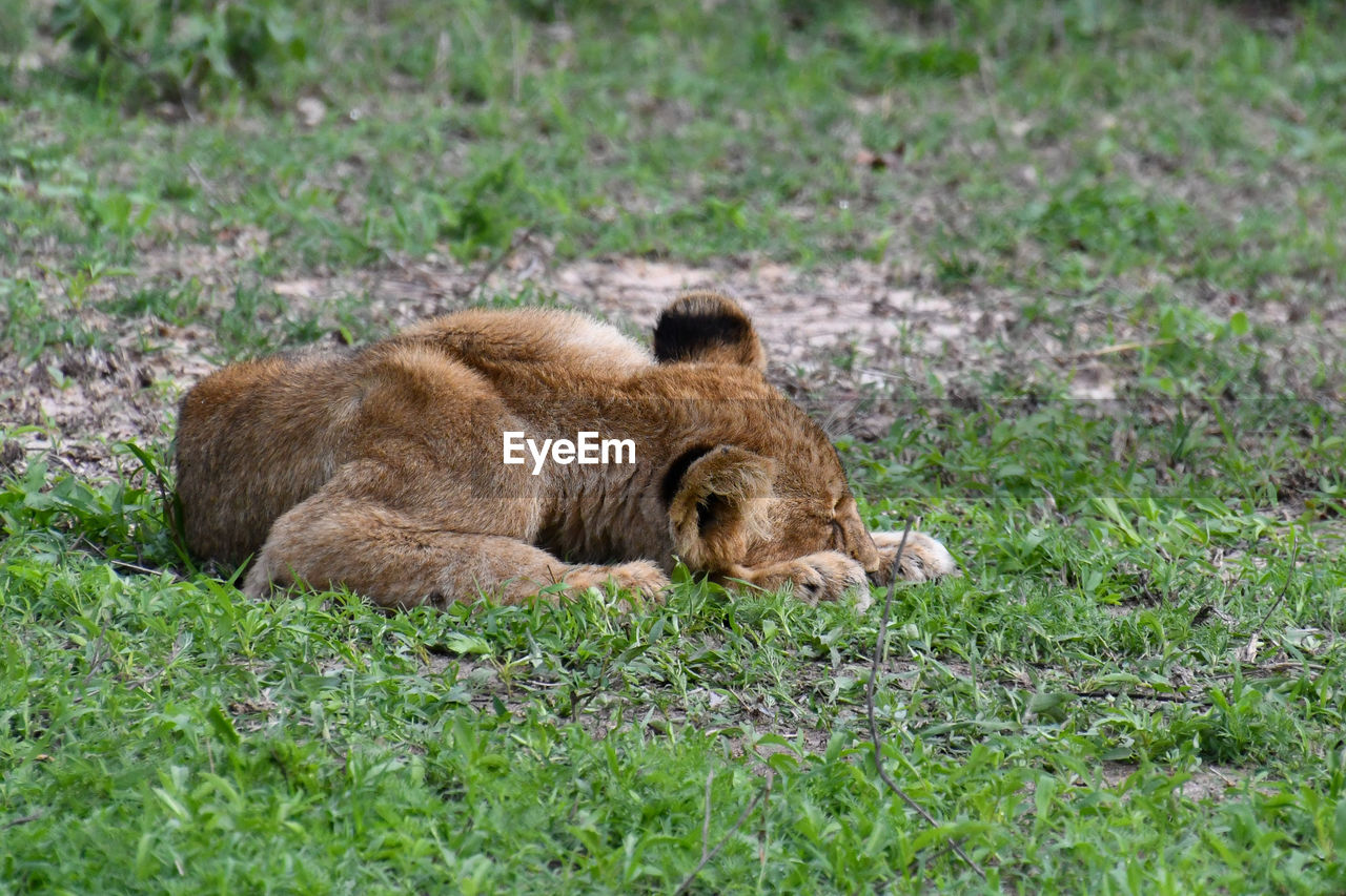 Lion cub napping in a green field.