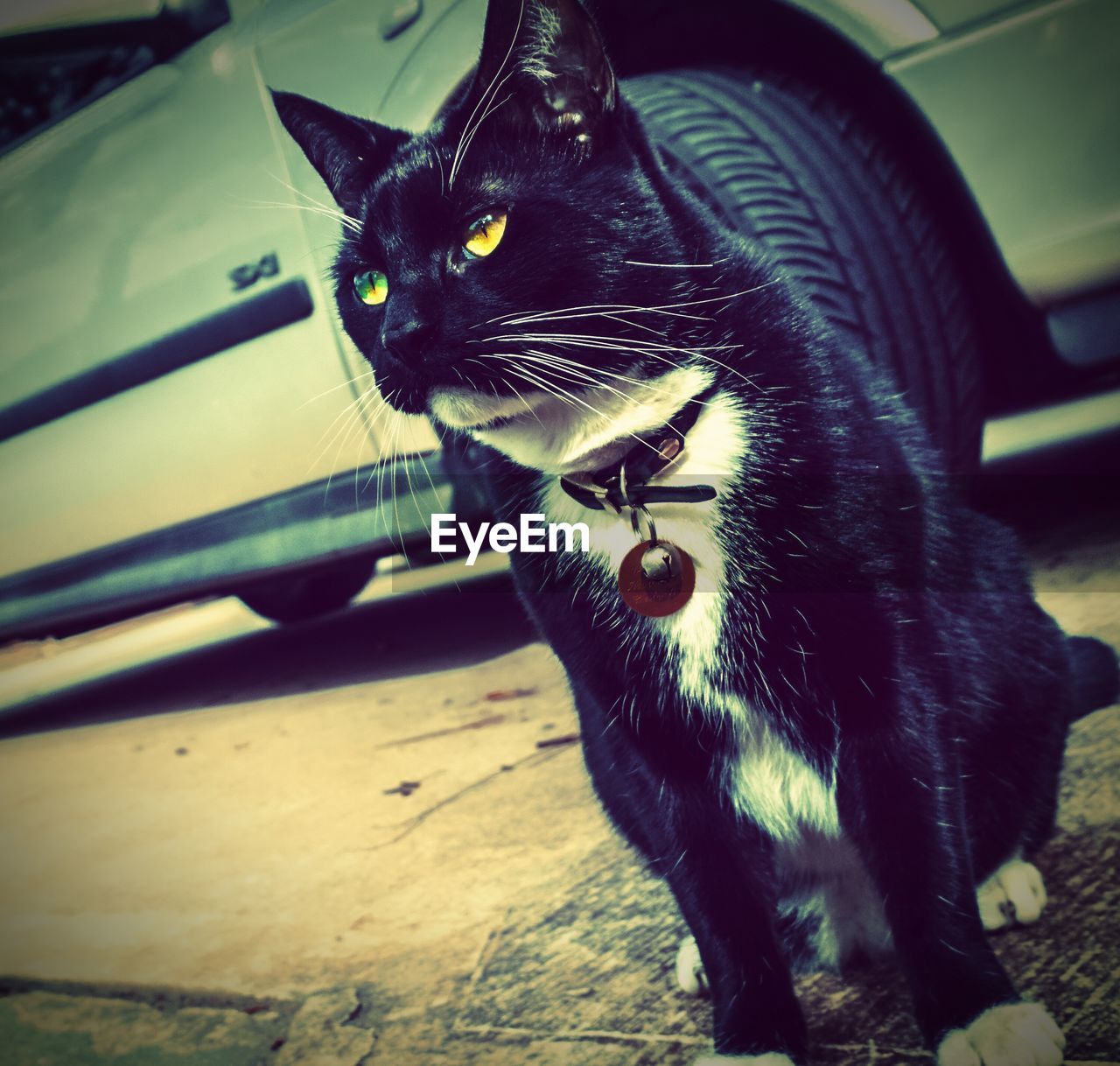 Close-up of cat relaxing on street