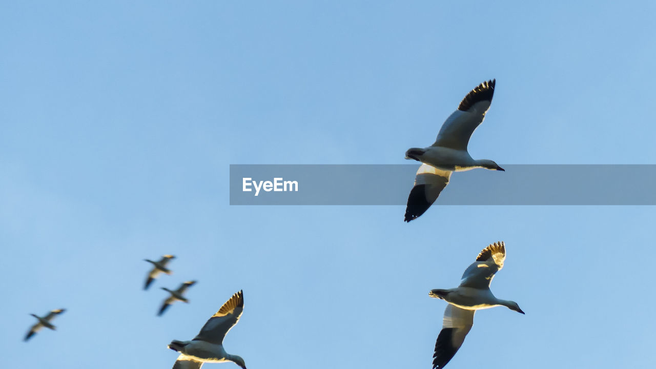 LOW ANGLE VIEW OF SEAGULLS FLYING IN THE SKY