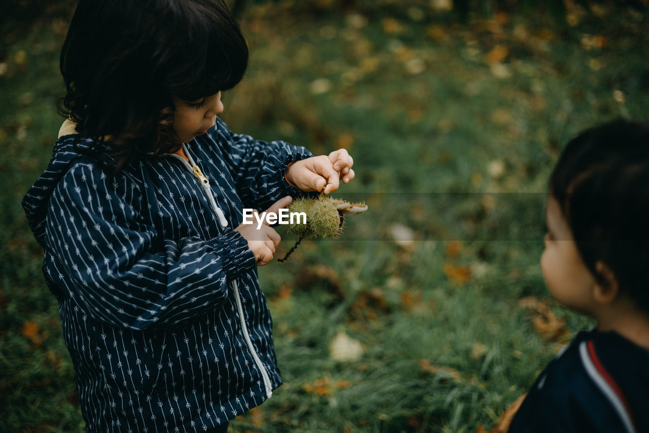 Child touching spiny husks of chestnut