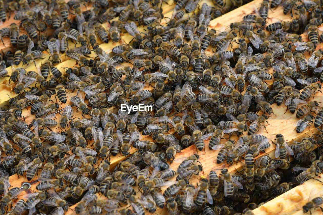 HIGH ANGLE VIEW OF BEES