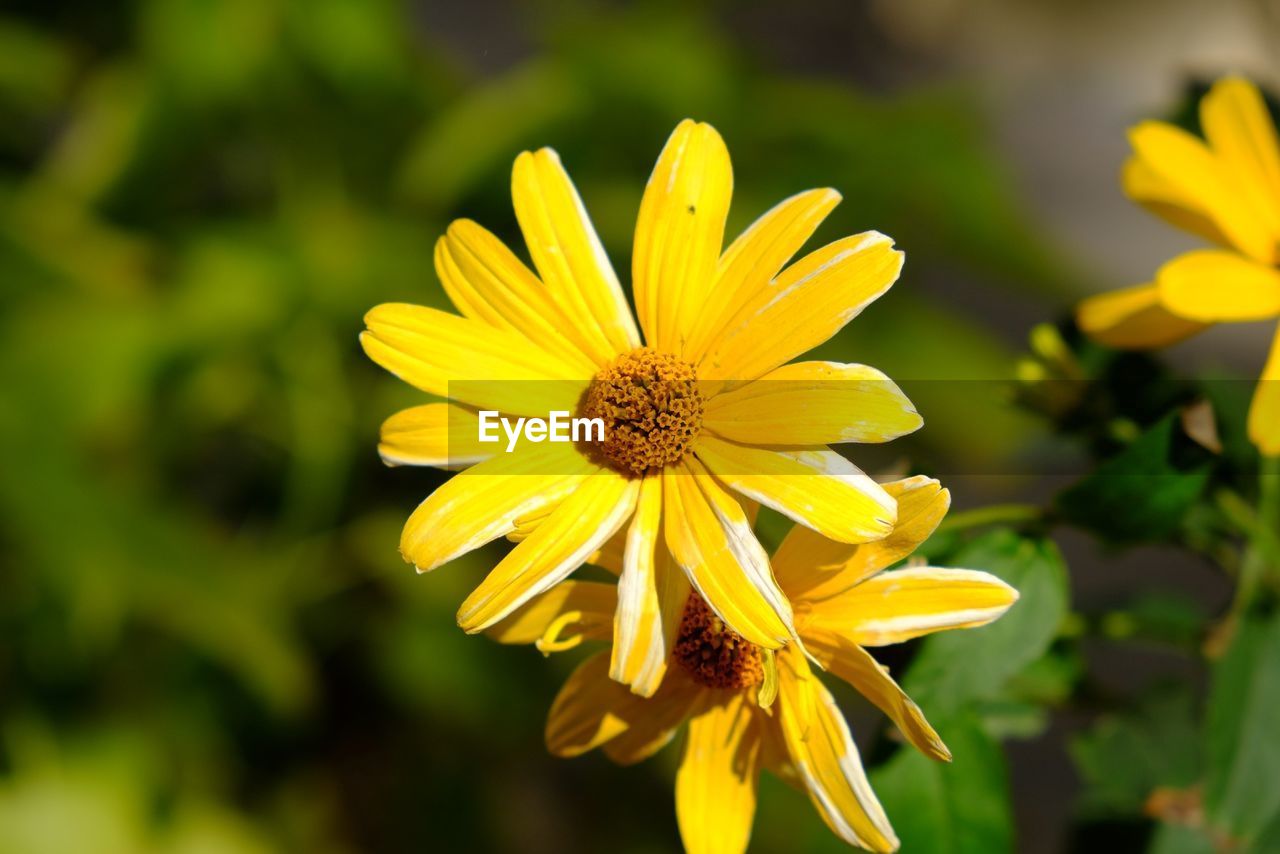 CLOSE-UP OF YELLOW FLOWERS