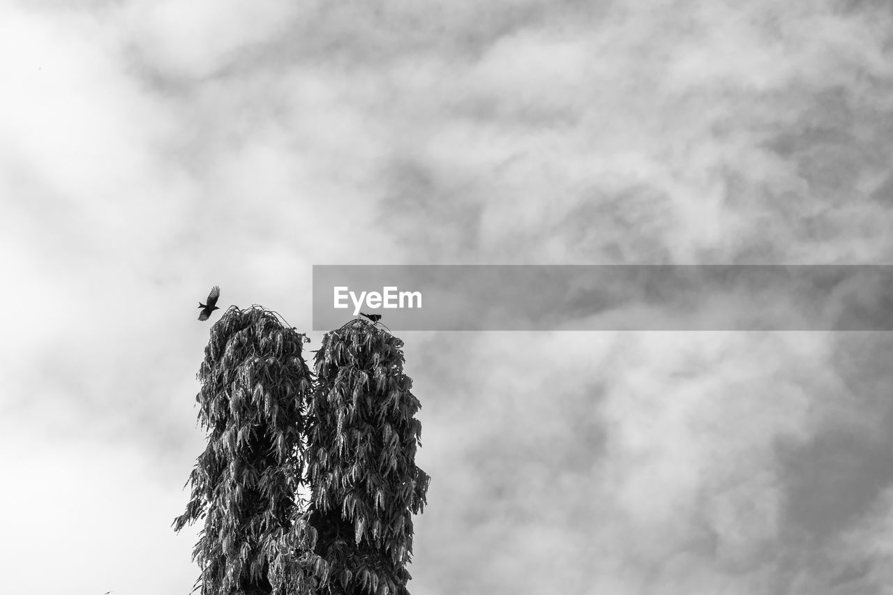 Low angle view of bird perching on tree against sky