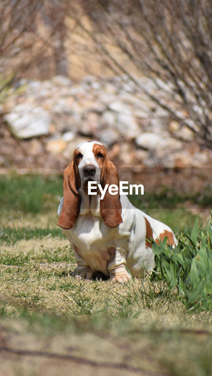 Portrait of dog sitting on field