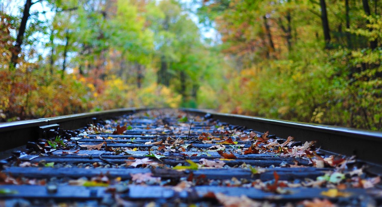 SURFACE LEVEL OF RAILROAD TRACK AMIDST TREES