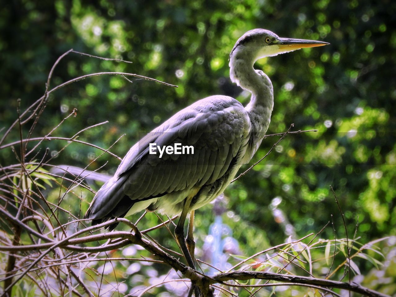 Side on view of a heron