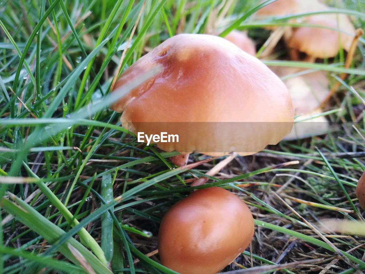 CLOSE-UP OF MUSHROOM ON FIELD