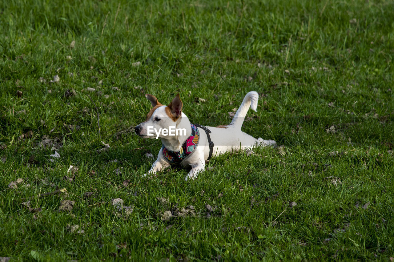 DOG RUNNING IN GRASS