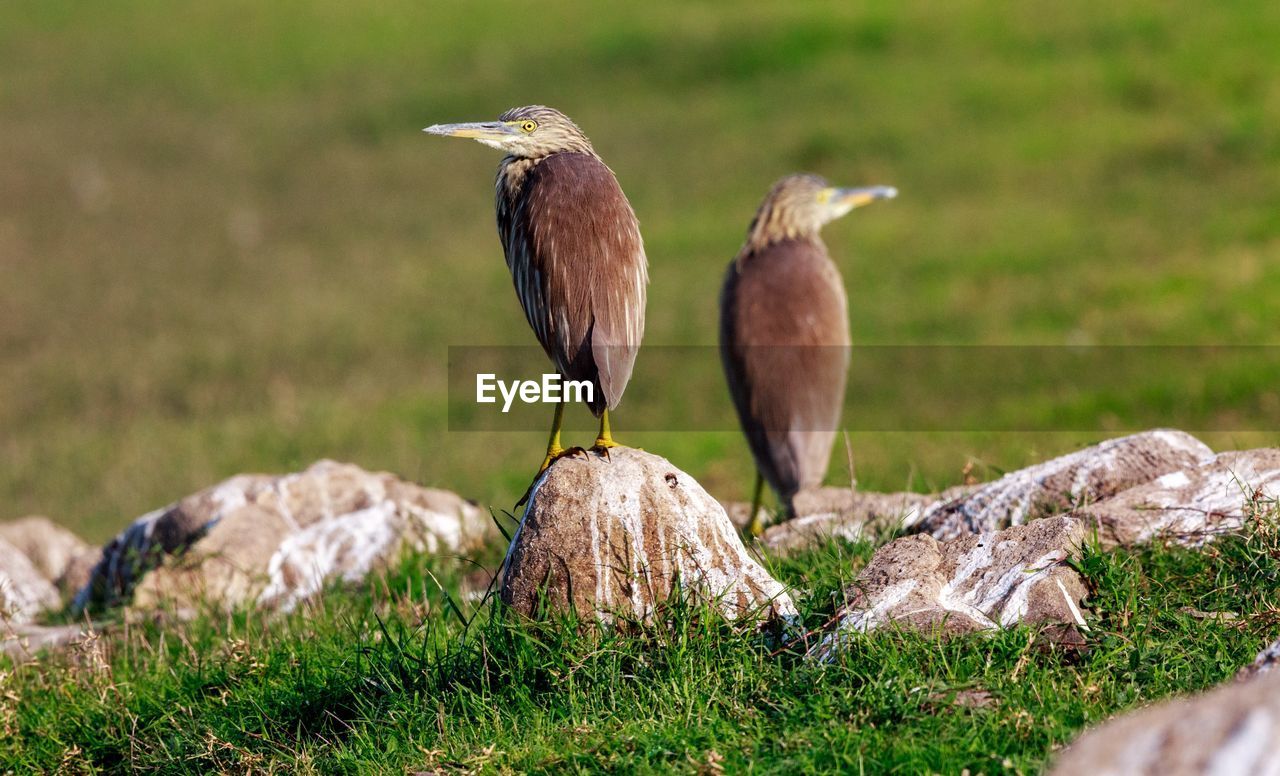 Bird perching on a field