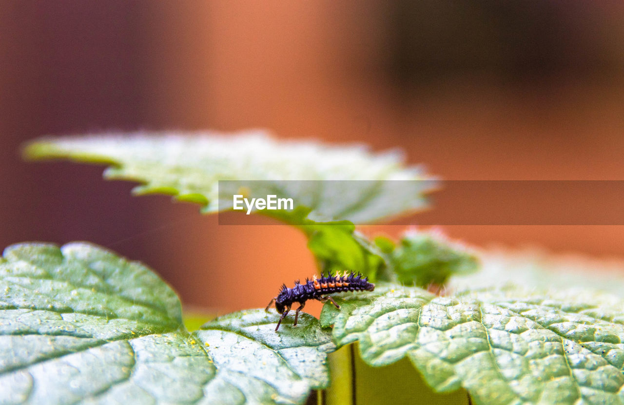 INSECT ON LEAF