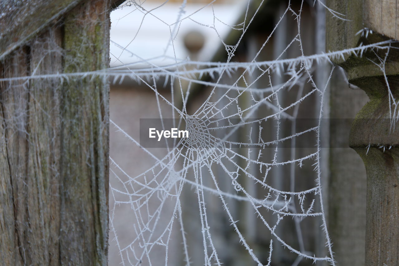 CLOSE-UP OF SPIDER WEB ON PLANT