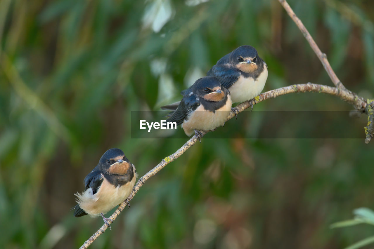 animal themes, animal, bird, animal wildlife, wildlife, nature, beak, branch, tree, perching, plant, focus on foreground, songbird, one animal, full length, no people, food, outdoors, beauty in nature, eating, environment, food and drink