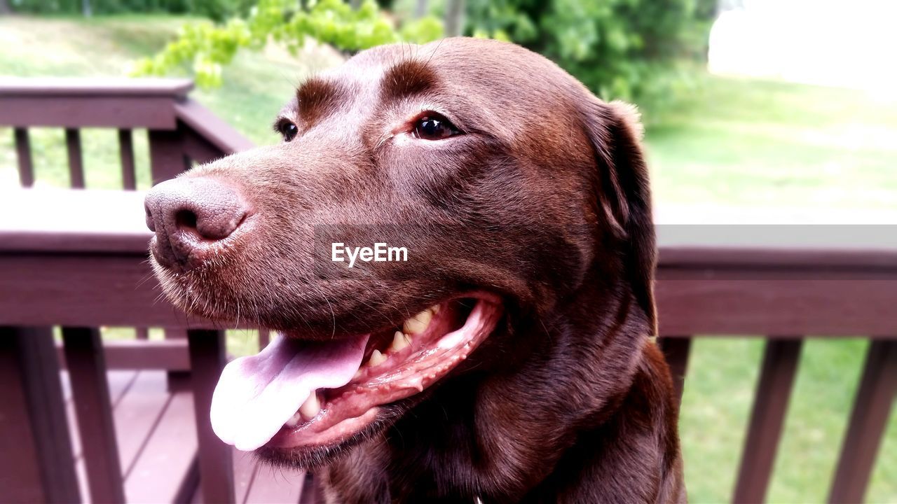 Close-up of chocolate labrador sticking out tongue in yard