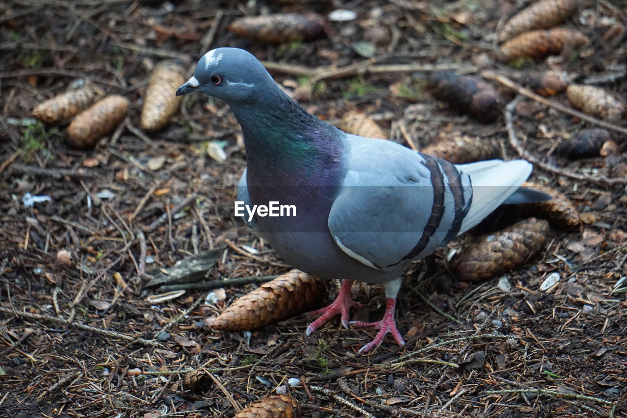Close-up of pigeon perching on field