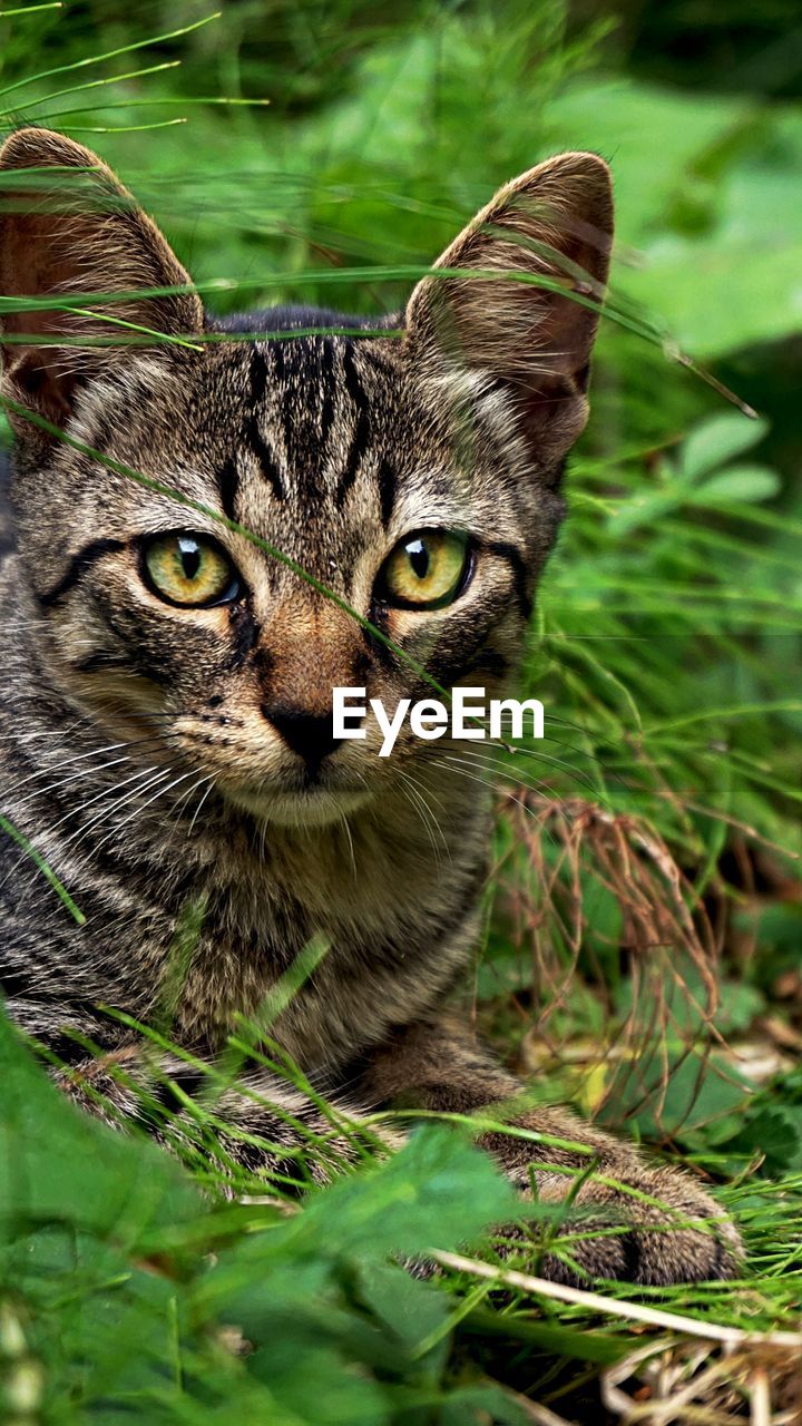 animal, animal themes, cat, pet, one animal, mammal, grass, portrait, looking at camera, feline, wild cat, domestic cat, domestic animals, felidae, small to medium-sized cats, whiskers, wildlife, green, plant, tabby cat, animal body part, no people, carnivore, close-up, nature, eye, day