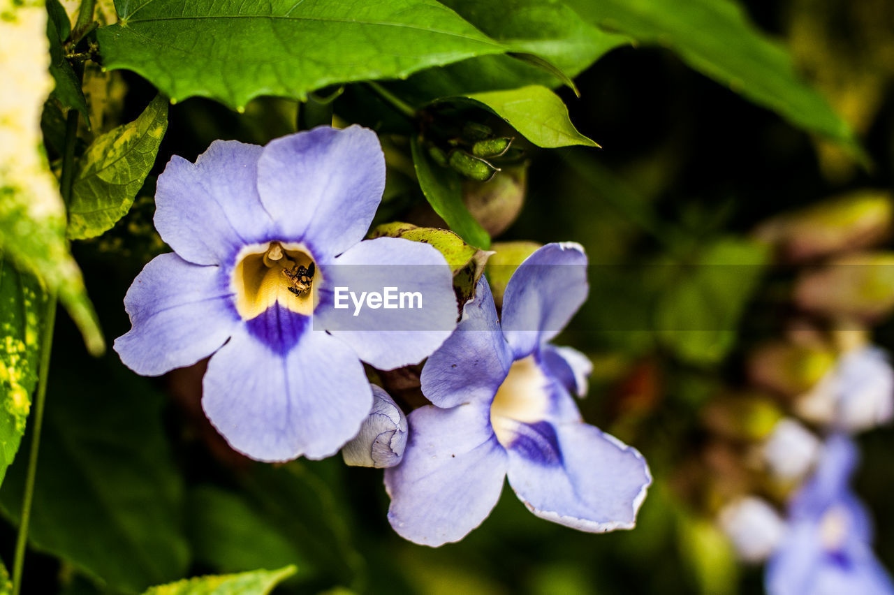 CLOSE-UP OF PURPLE FLOWERING PLANT AGAINST BLURRED BACKGROUND