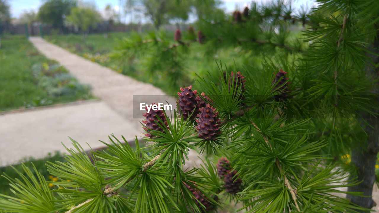 PLANTS GROWING ON TREE