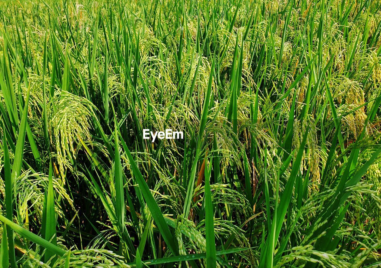 FULL FRAME SHOT OF CROPS GROWING ON FIELD