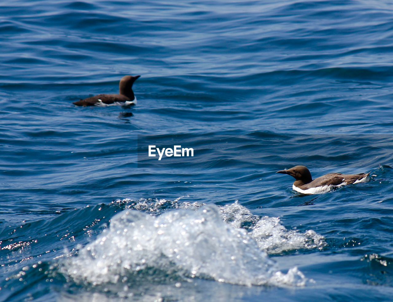 High angle view of birds swimming in sea