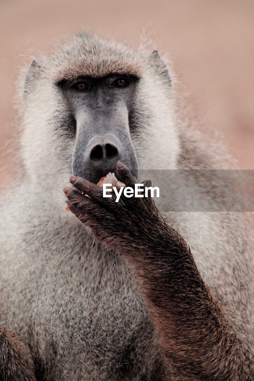 Close-up portrait of baboon