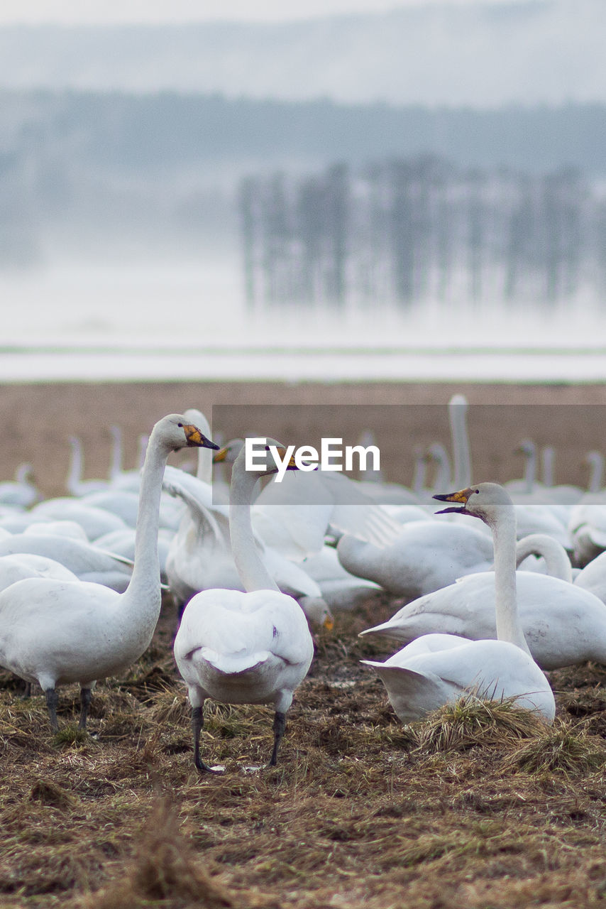 White swans on a field