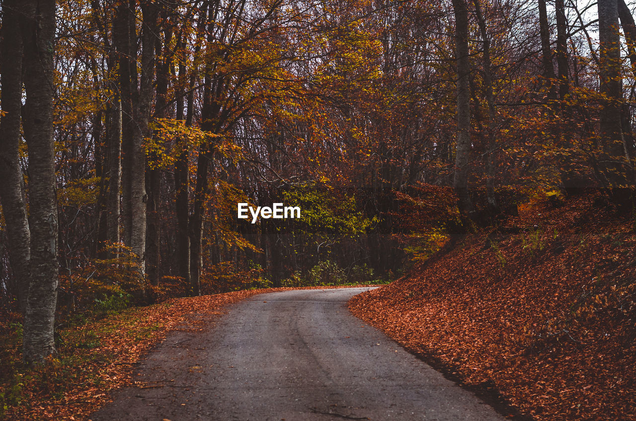 Road amidst trees in forest during autumn