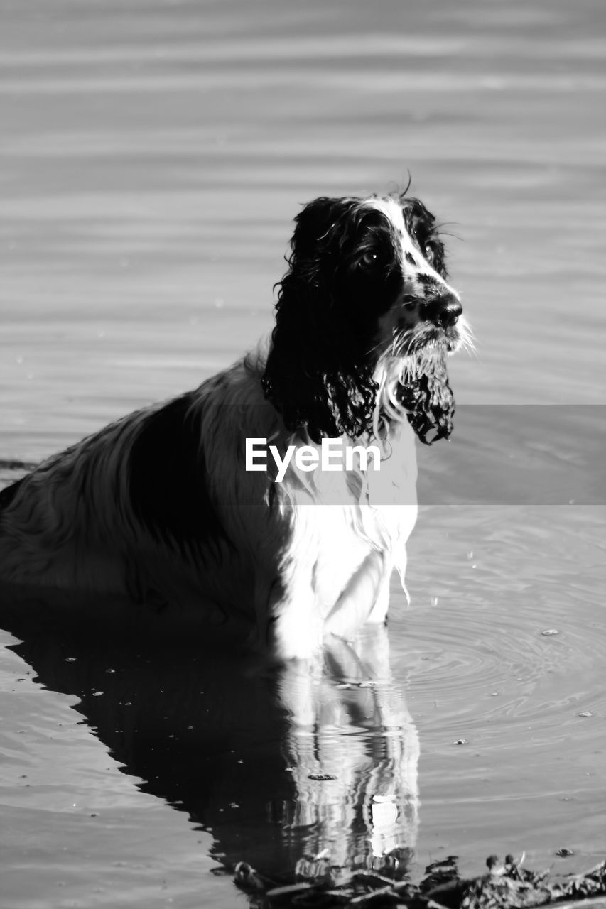 Close-up of wet dog in water