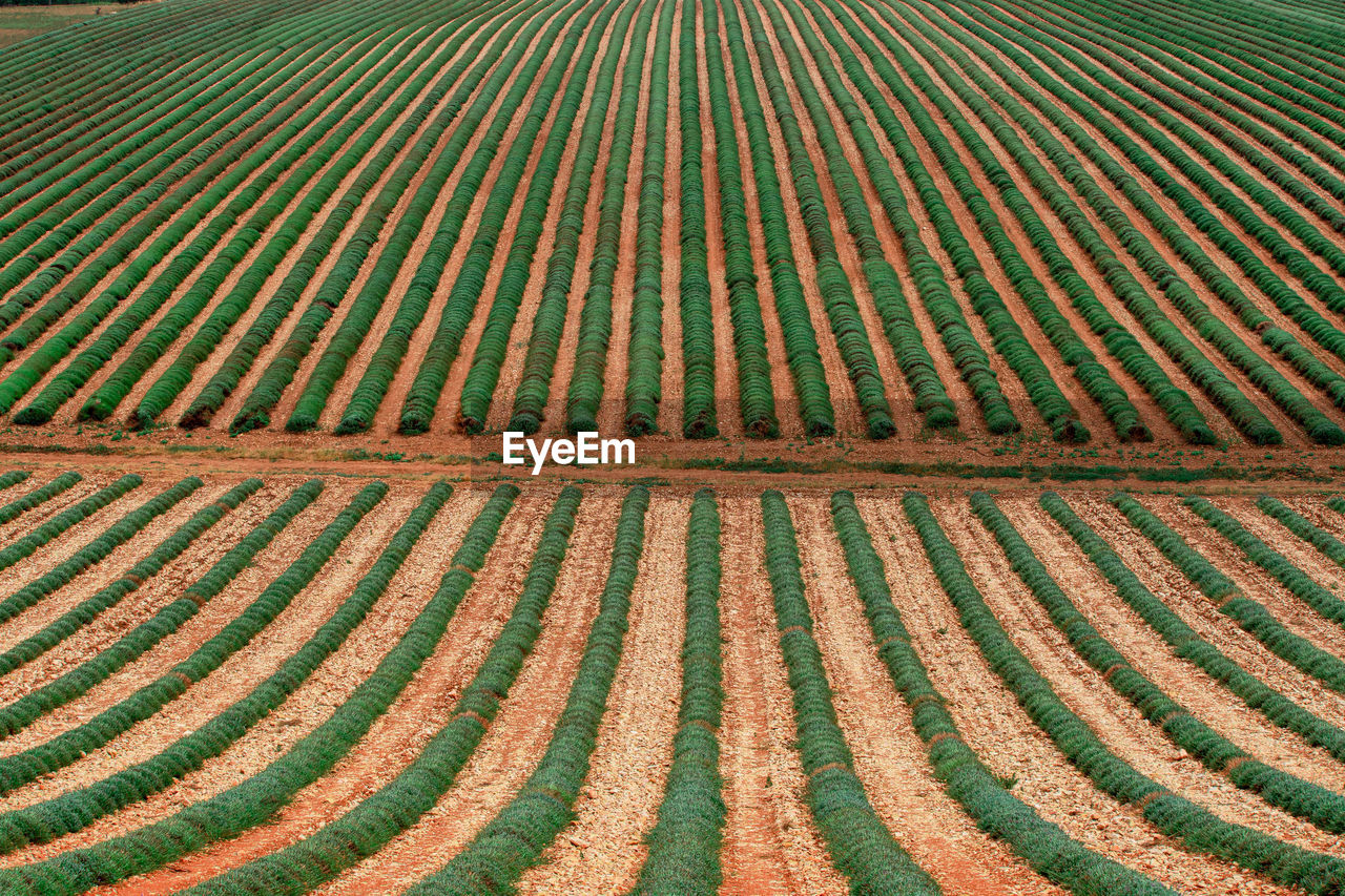 Full frame shot of agricultural field