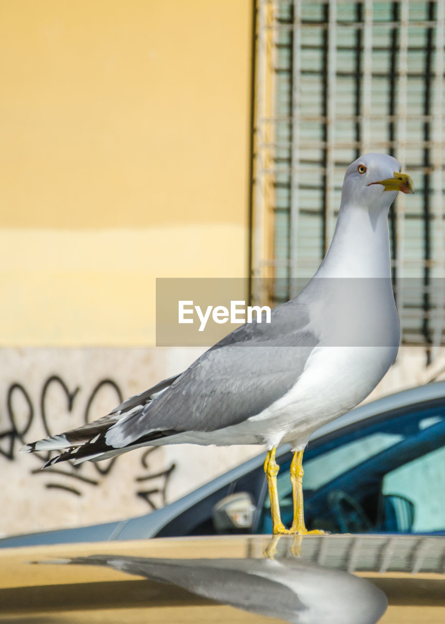 CLOSE-UP OF BIRD PERCHING ON WALL