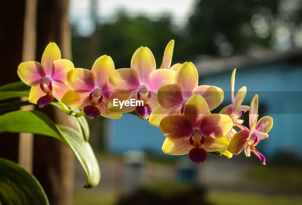 Colorful orchid taken in bokeh. pictures taken in south sulawesi - indonesia.