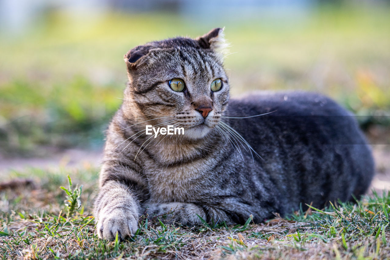 Cat looking away on field