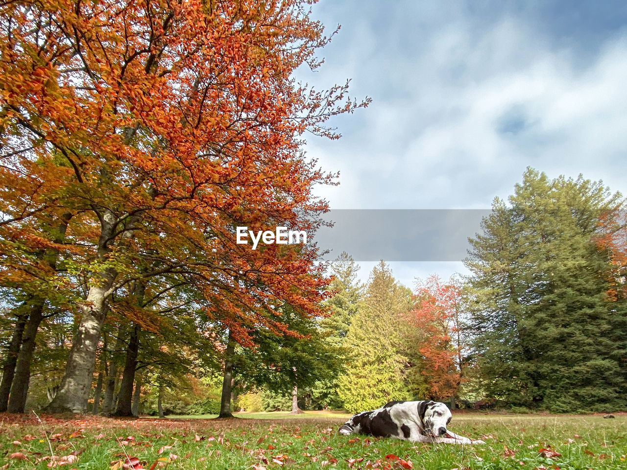 VIEW OF A DOG ON PLANT AGAINST TREES