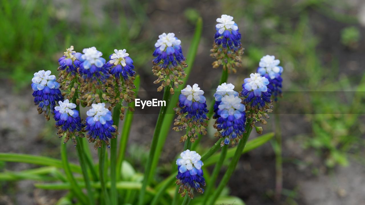 Close-up of  grape      hyacinths on field in form of heart