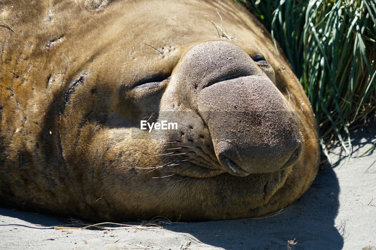 CLOSE-UP OF A SLEEPING WITH ANIMAL