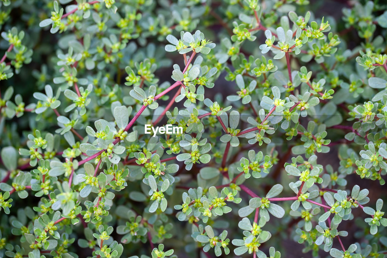 plant, growth, plant part, leaf, nature, beauty in nature, green, no people, freshness, flower, day, flowering plant, food and drink, full frame, backgrounds, food, outdoors, close-up, botany, healthy eating, sunlight, high angle view, produce, land, field, fragility, tree, shrub