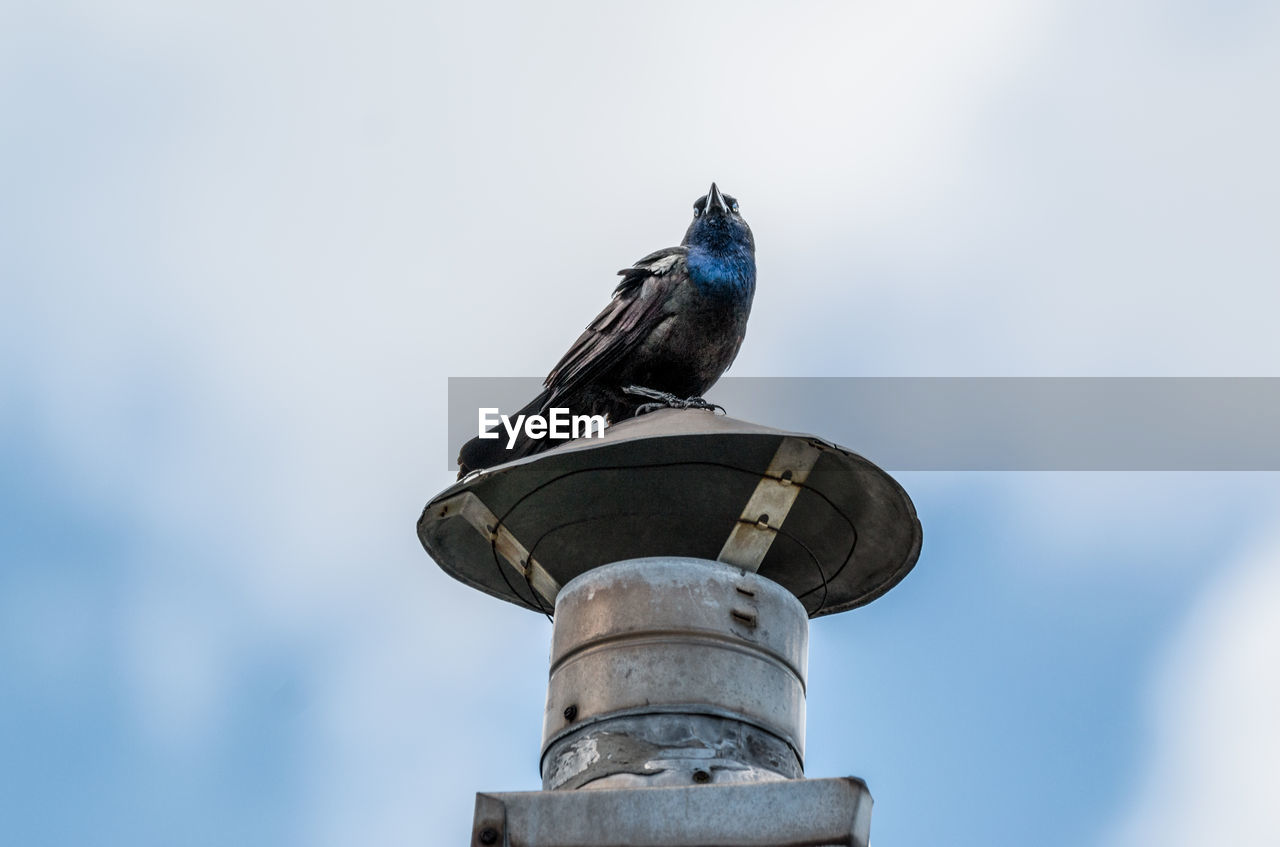 LOW ANGLE VIEW OF BIRD PERCHING ON CABLE