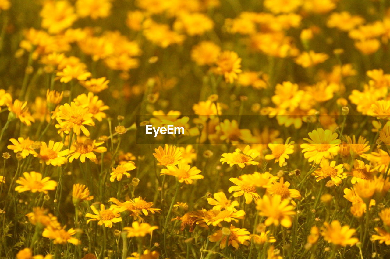 flower, flowering plant, plant, freshness, beauty in nature, yellow, growth, nature, field, land, fragility, landscape, flower head, rural scene, no people, meadow, inflorescence, petal, backgrounds, summer, springtime, abundance, close-up, agriculture, environment, sunlight, outdoors, blossom, botany, prairie, flowerbed, vibrant color, day, full frame, scenics - nature, selective focus, grassland, plain, grass, sky, tranquility, farm, non-urban scene, focus on foreground, wildflower