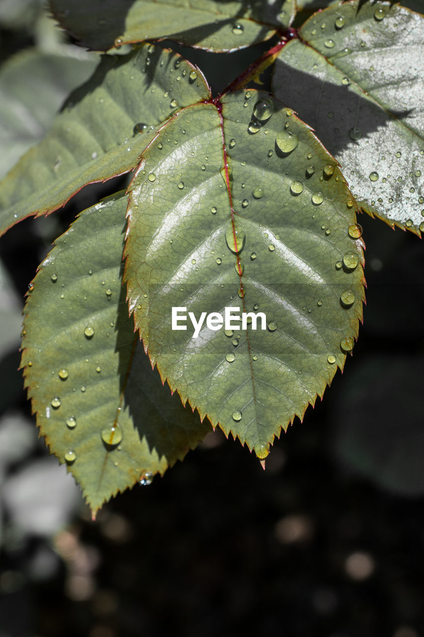 Close-up of water drops on leaves