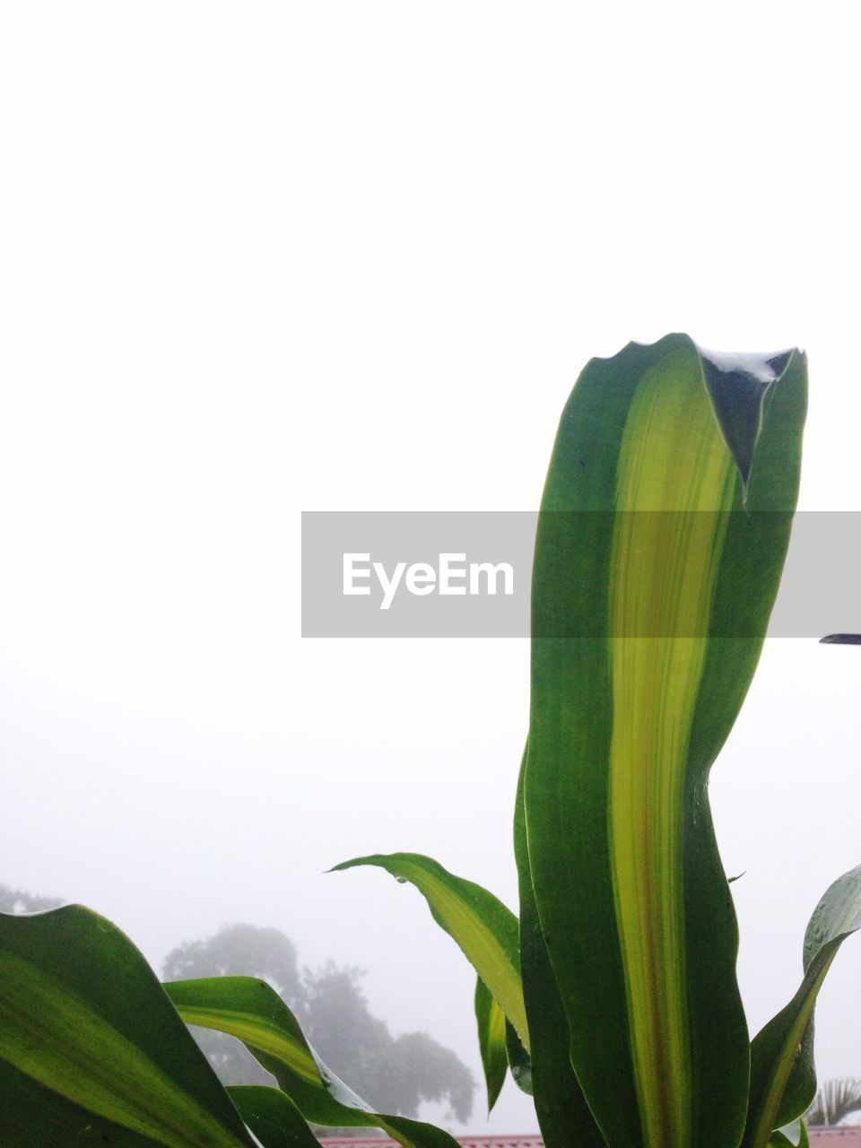 CLOSE-UP OF GREEN PLANT GROWING AGAINST WHITE BACKGROUND