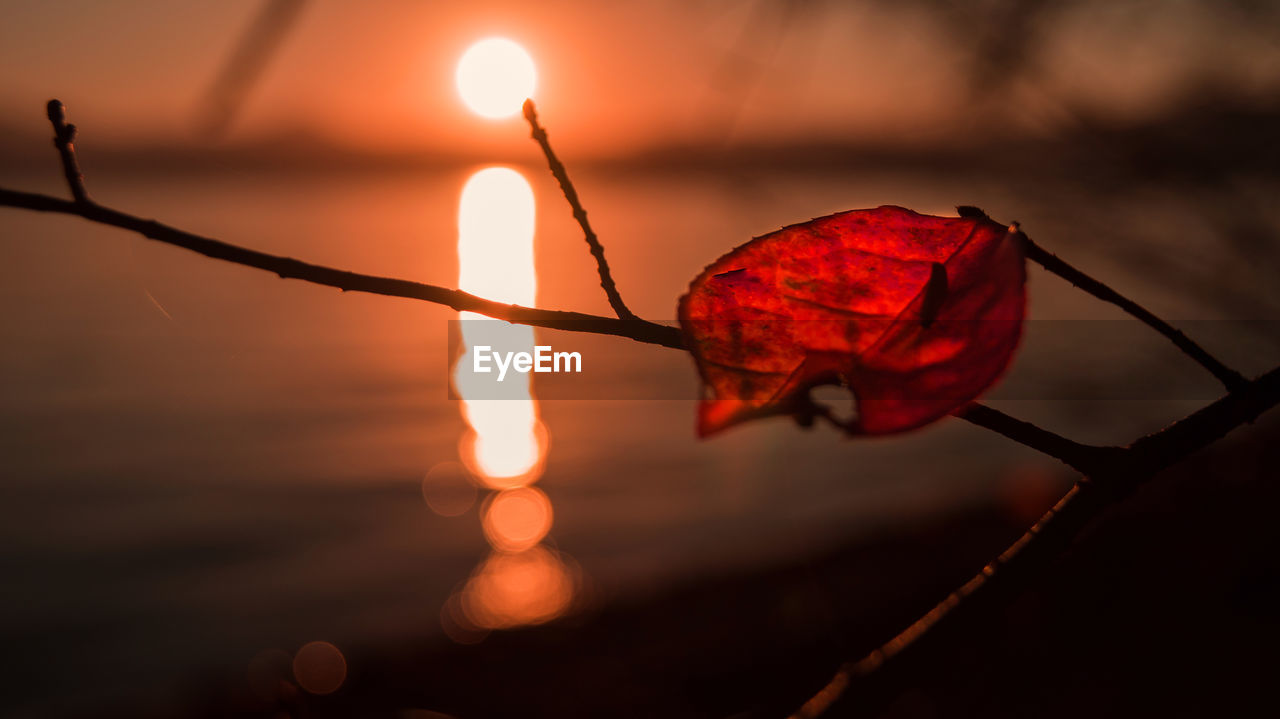 Close-up of autumn leaf on branch during sunset