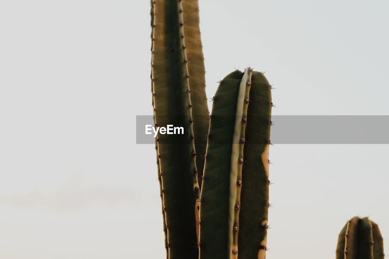 LOW ANGLE VIEW OF CACTUS AGAINST CLEAR SKY