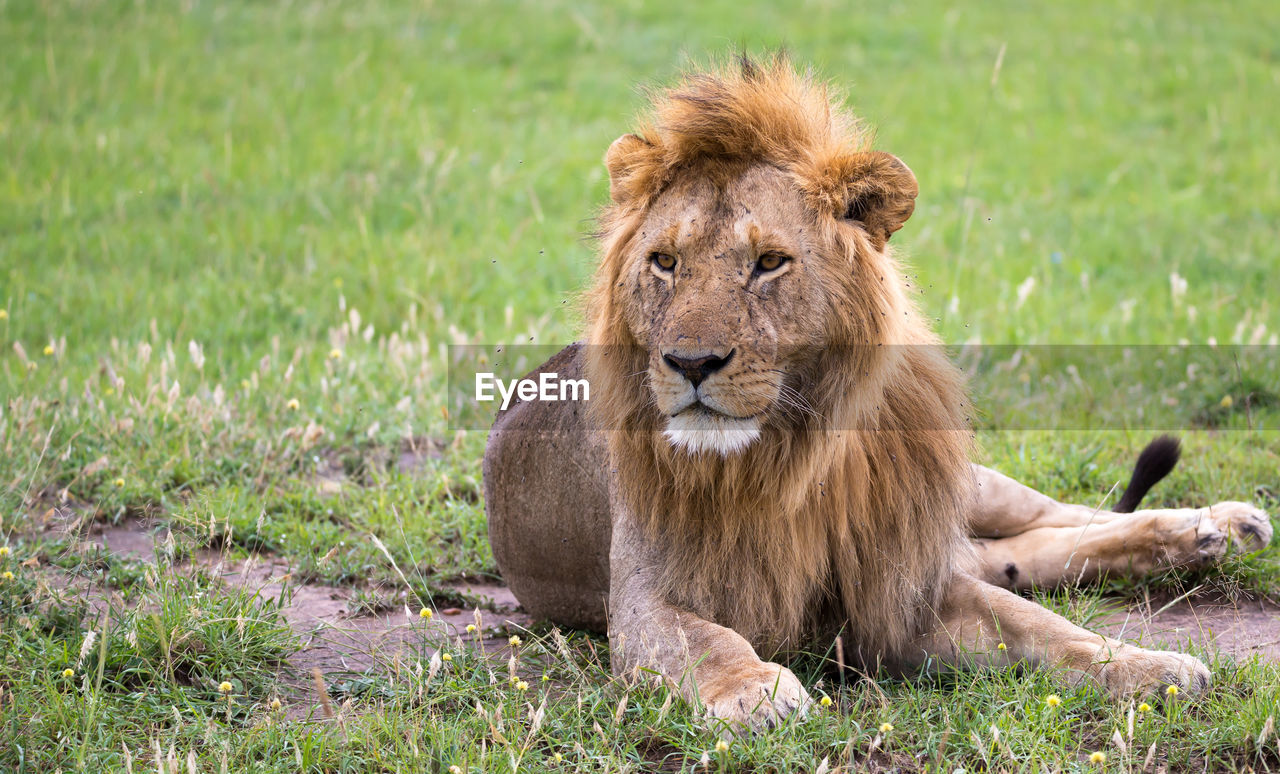 LION SITTING ON FIELD