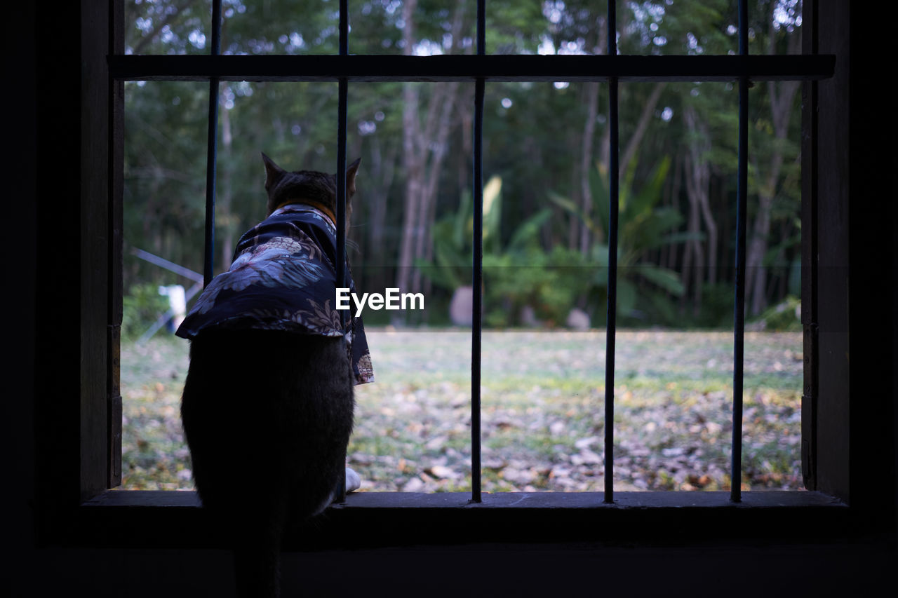 Cat looking through window